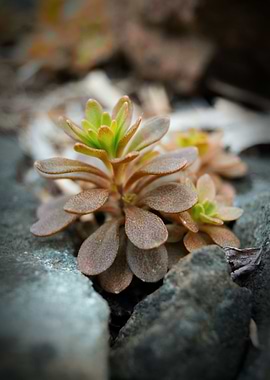Orange Colors In The Forest
