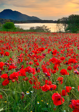 Field of poppies in the lake