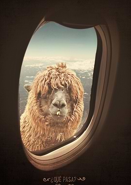 QUE PASA? FUNNY LAMA / LLA