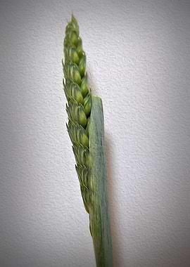 Grass Seed Stalk oils effect