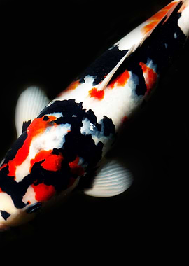 Koi Body