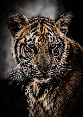 Tiger Eyes I