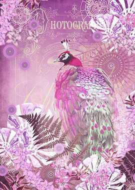 PINK PEACOCK