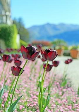 Burgundy Marsala Wine Tulips