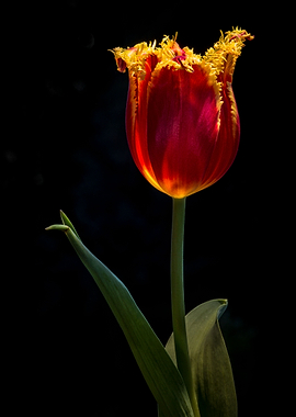 Tulip Light