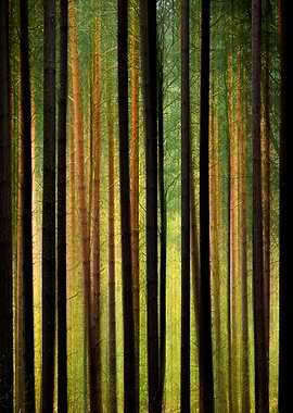Tall Trees Abstract