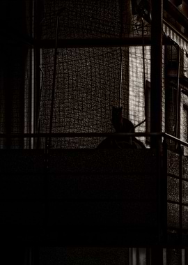 City Kitty - Cool Kat