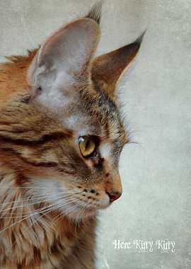 Here Kitty Kitty