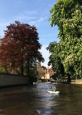 Bruges / Belgium - Swans on water