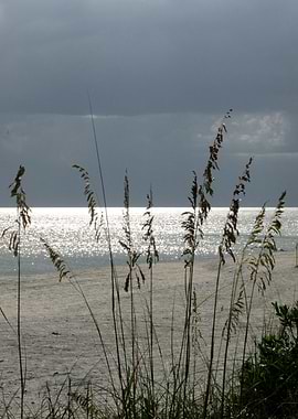 Lit Up Sea Oats
