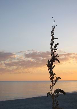 Sea Oat Silouhette