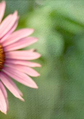 Coneflower
