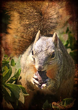 Autumn Squirrel at Lunch