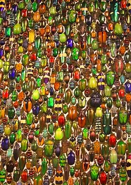 Colorful Beetles and Bugs