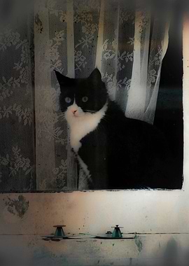 One Cat in the Window