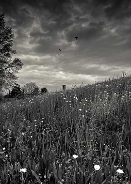 Swallows over the hill