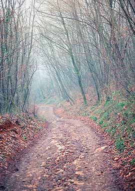 Winter fog on wood