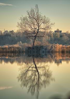 The tree alone