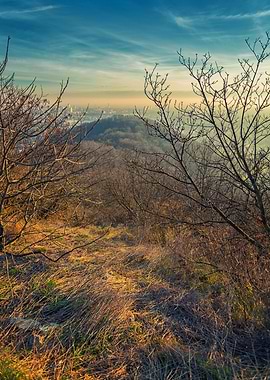 Looking to the hill