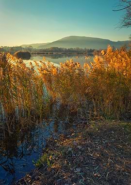 The lake beyond the cane field