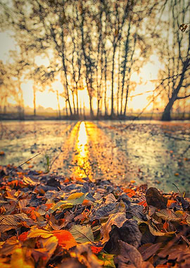 Fallen leaves