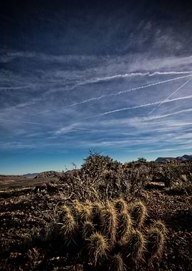 Cactus Sky
