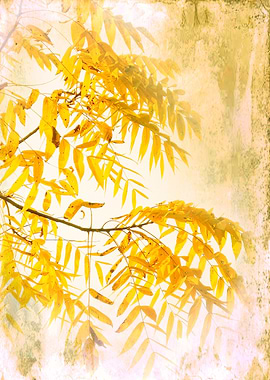 Yellow Foliage