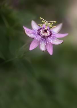 Passion flower