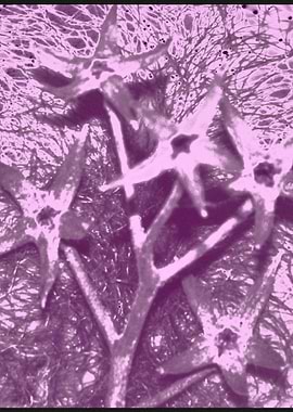 from project body art