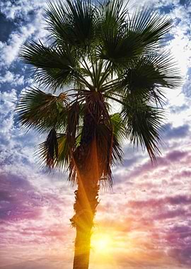 sunset between the palm trees