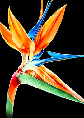 BIRD OF PARADISE