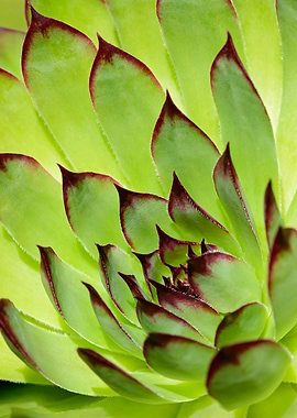 Ornamental succulent Houseleek rosette