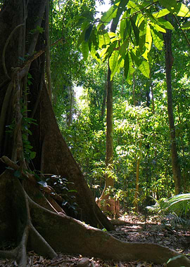 Tropical Far North Queensland