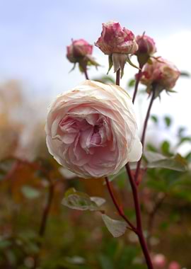 Garden Rose