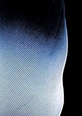 Feather Detail Abstract