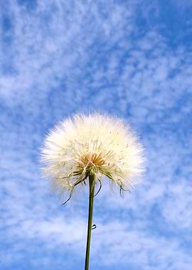 Dandelion