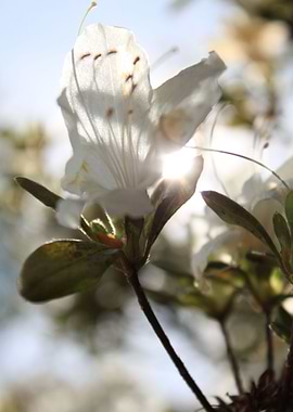 Backlit Flower