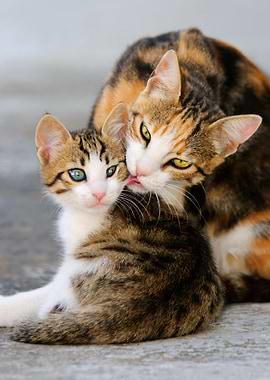 Mother cat fondly grooms her young kitten.