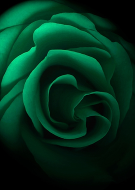 Emerald Green Rose