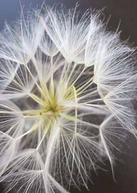 Dandelion CB