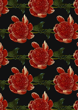 Telopea speciosissima / Wa