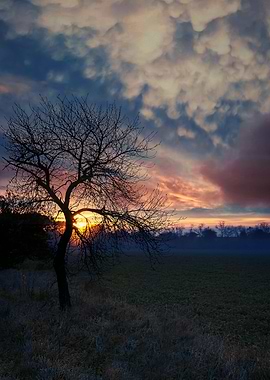 The Sunrise Tree