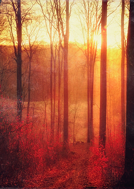Scarlet Haze - sunrise in a beech tree forest on a wint ...