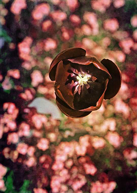 Marsala Tulip Flower