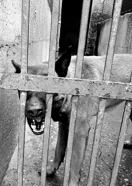 dogs behind bars #3