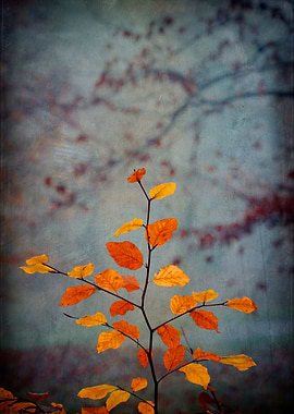 Last colorful leaves on a beech tree - texturized photo ...