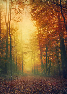 Walking through a misty forest in late autumn - texturi ...