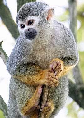 Monkey_2014_1201