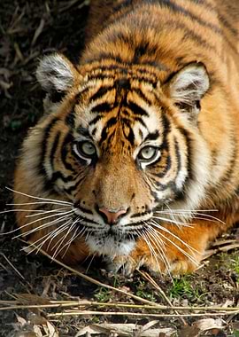 Tiger_2014_1201