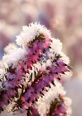 Flowering heather covered with white frost close up of ...
